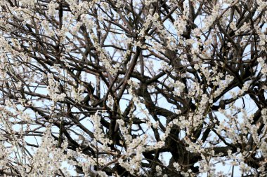 Beyaz sakura ağacı üzerinde.