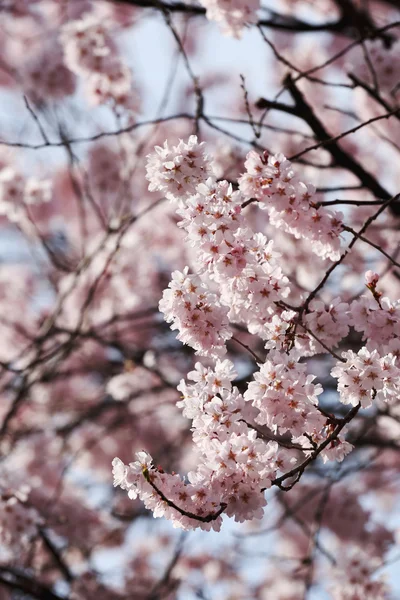사쿠라 꽃 또는 벚꽃 꽃. — 스톡 사진