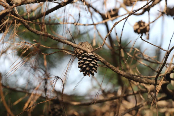Cône de pin sur les branches . — Photo