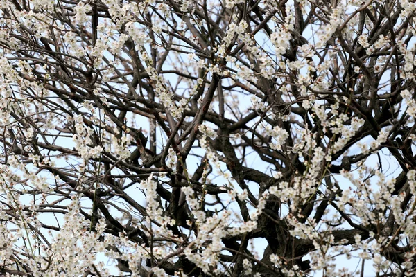 Beyaz sakura ağacı üzerinde. — Stok fotoğraf