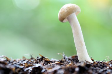 Makro kahverengi shimeji mantar.