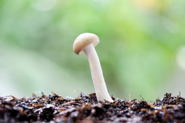 Makro kahverengi shimeji mantar.