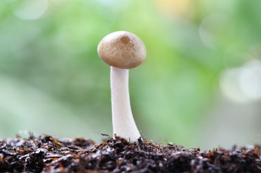 Makro kahverengi shimeji mantar.