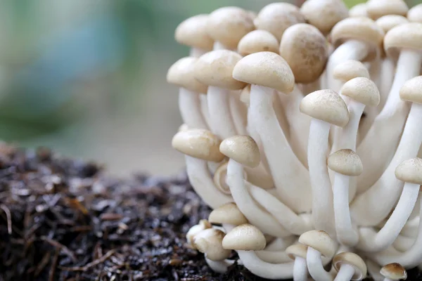 Shimeji-Pilz auf dem Boden. — Stockfoto