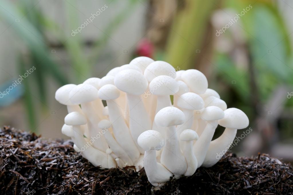 Shimeji mushroom on ground. — Stock Photo © meepoohyaphoto 78393682