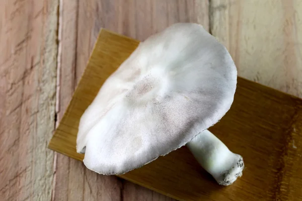 Jedovaté houby. — Stock fotografie