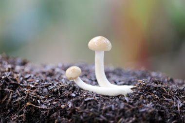 Shimeji mantar zemin üzerinde.
