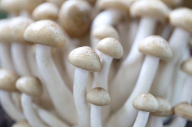 Portre shimeji mantar.