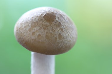 Portre shimeji mantar.