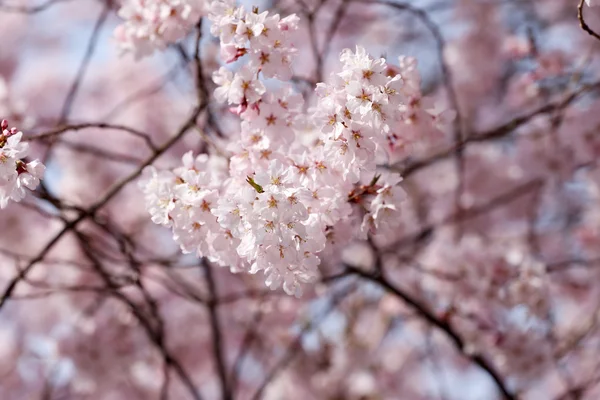 Квітка Сакура або вишневе цвітіння . — стокове фото