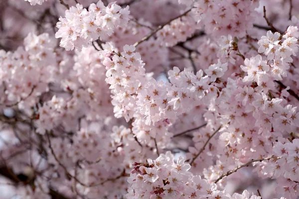 Flori Sakura sau flori de cireșe . — Fotografie, imagine de stoc