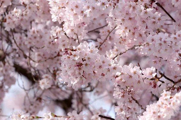 Квітка Сакура або вишневе цвітіння . — стокове фото