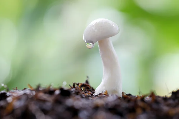 Champiñón Shimeji en el suelo . — Foto de Stock