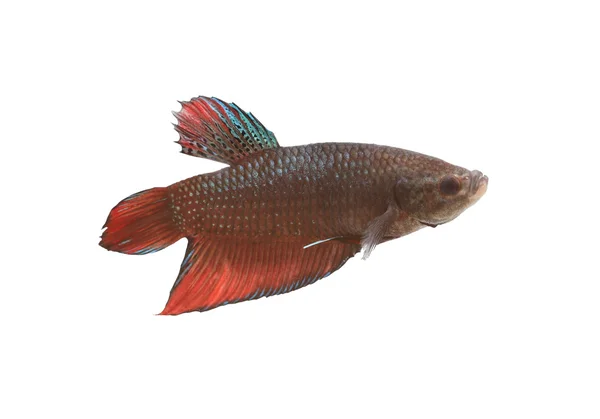Lucha roja y negra Especies de peces Tailandia . — Foto de Stock