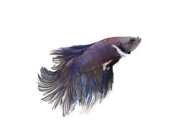 Dövüş balık üzerinde beyaz izole mor.