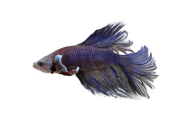 Dövüş balık üzerinde beyaz izole mor.