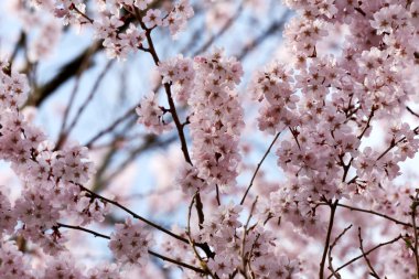 Sakura çiçek ya da kiraz çiçekleri.