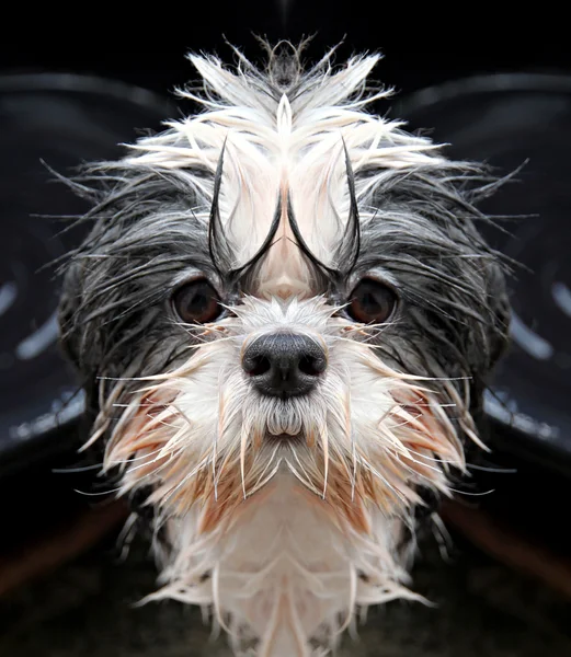 Shih tzu Hund starrt in die Kamera. — Stockfoto