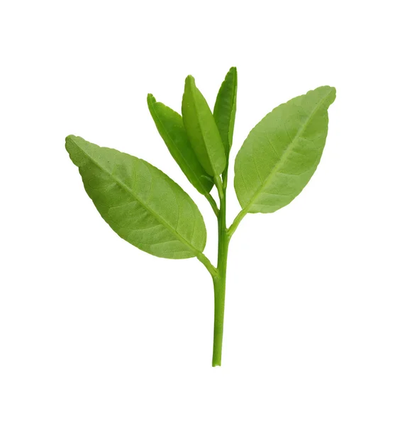 Fresh green leafs of young plant isolated on white. — Stock Photo, Image