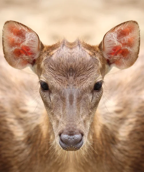 카메라를 응시 하는 사슴. — 스톡 사진