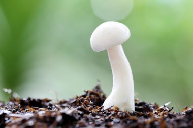 Shimeji mantar zemin üzerinde.