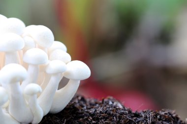 Shimeji mantar zemin üzerinde.