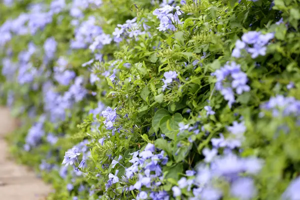 Purple flowers that blooming. — Stock Photo, Image