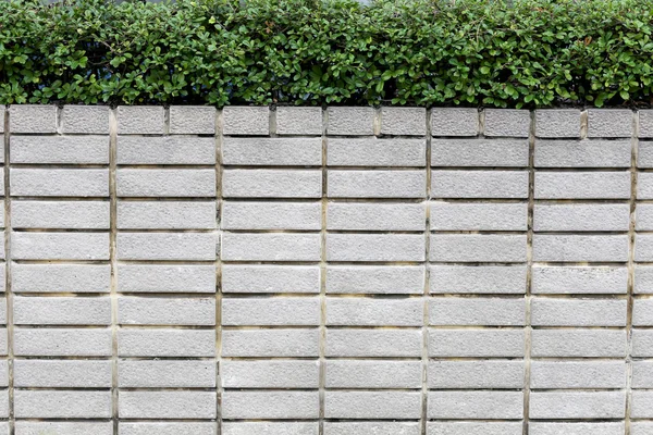 Brick walls and green trees. — Stock Photo, Image