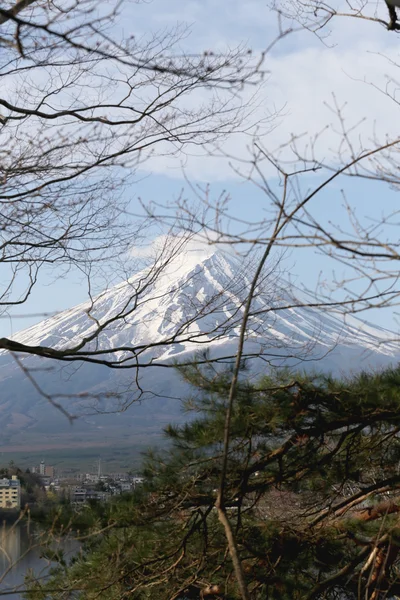 Branche de l'arbre et vue sur le mont Fuji . — Photo