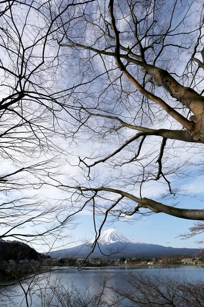 富士山河口湖側と分岐ツリー. — ストック写真