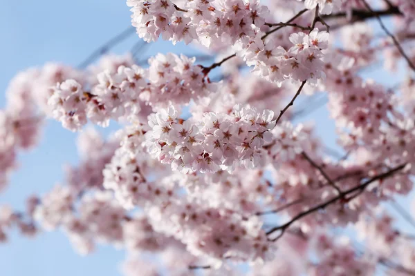 Flor de Sakura o flores de cerezo . —  Fotos de Stock