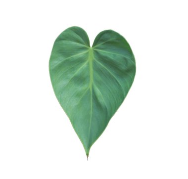 Yeşil yaprak üzerinde beyaz izole kalp şeklinde.