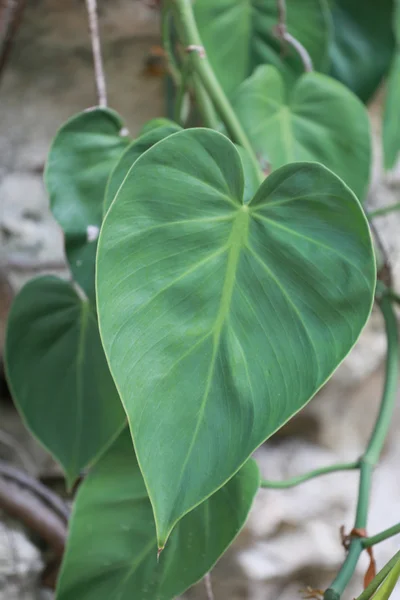 Green leaf shaped like a heart. — Stock Photo, Image