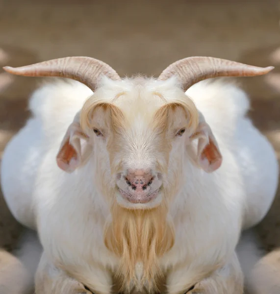 White goat in straight face. — Stock Photo, Image