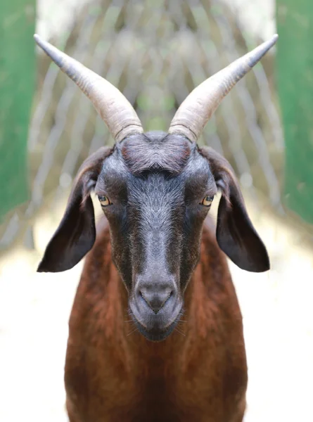 Brown goat in straight face. — Stock Photo, Image