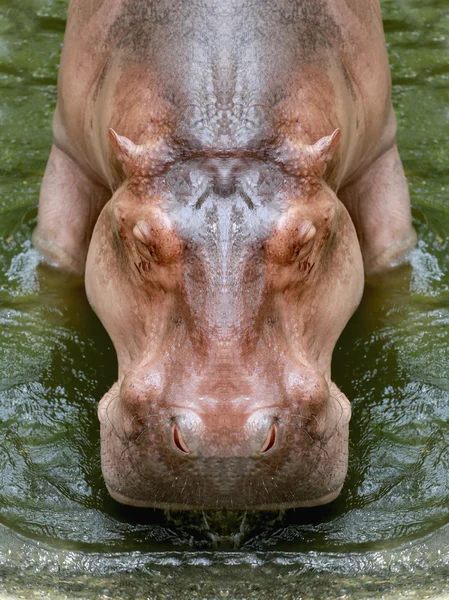 Nijlpaard in stalen gezicht. — Stockfoto