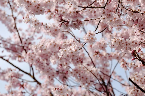 사쿠라 꽃 또는 벚꽃 꽃. — 스톡 사진