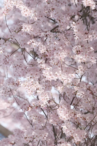 Sakura-kukka tai kirsikankukka . — kuvapankkivalokuva