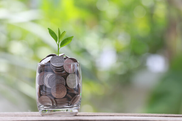 silver coin in glass is placed on a wood floor and treetop growi