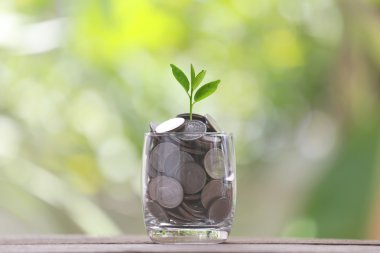 cam gümüş sikke üzerinde bir ahşap zemin ve treetop growi yerleştirilir