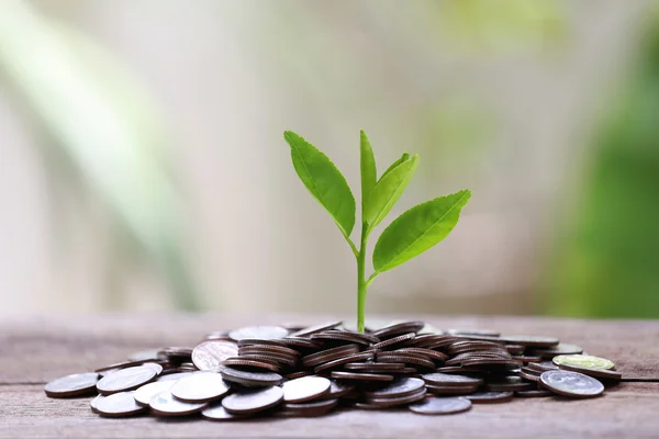 Pile silver coin and treetop growing on a wood floor and colorfu — Stock Photo, Image