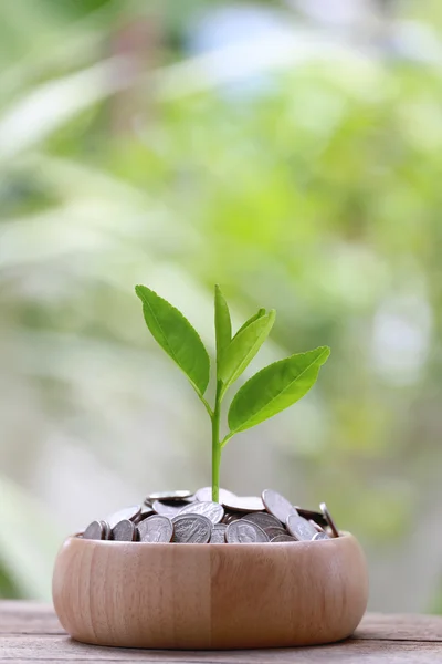 Silver coin in wooden bowl is placed on a wood floor and treetop — Stok fotoğraf