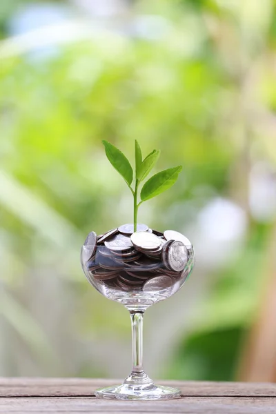 Cam gümüş sikke üzerinde bir ahşap zemin ve treetop growi yerleştirilir — Stok fotoğraf