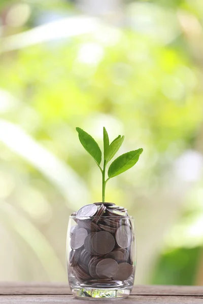 cam gümüş sikke üzerinde bir ahşap zemin ve treetop growi yerleştirilir
