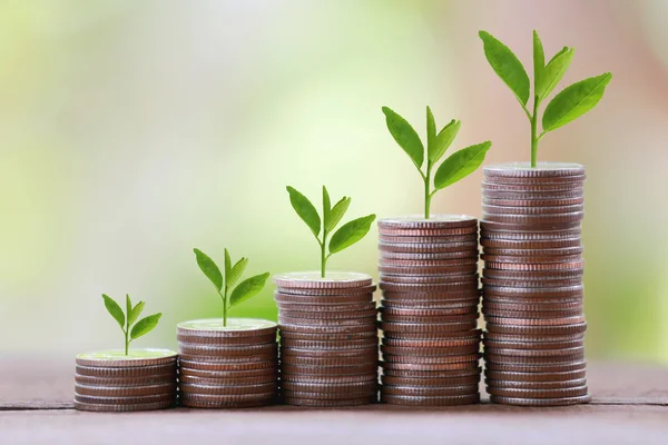 Silver coin stack and treetop in business growth concept on wood — Stock Fotó