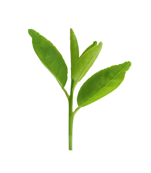 Verse groene bladeren van jonge plant geïsoleerd op wit. — Stockfoto