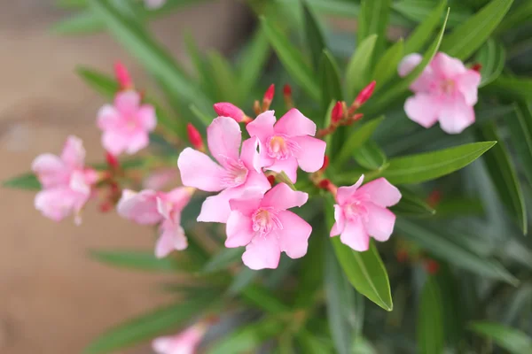 Roze bloemen. — Stockfoto