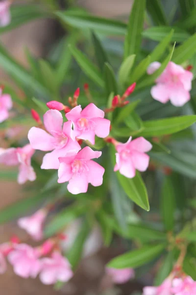 Pink flowers. — Stock Photo, Image