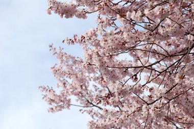 Sakura çiçek ya da kiraz çiçekleri.