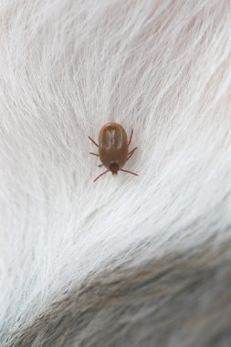 bir köpek büyük kene.